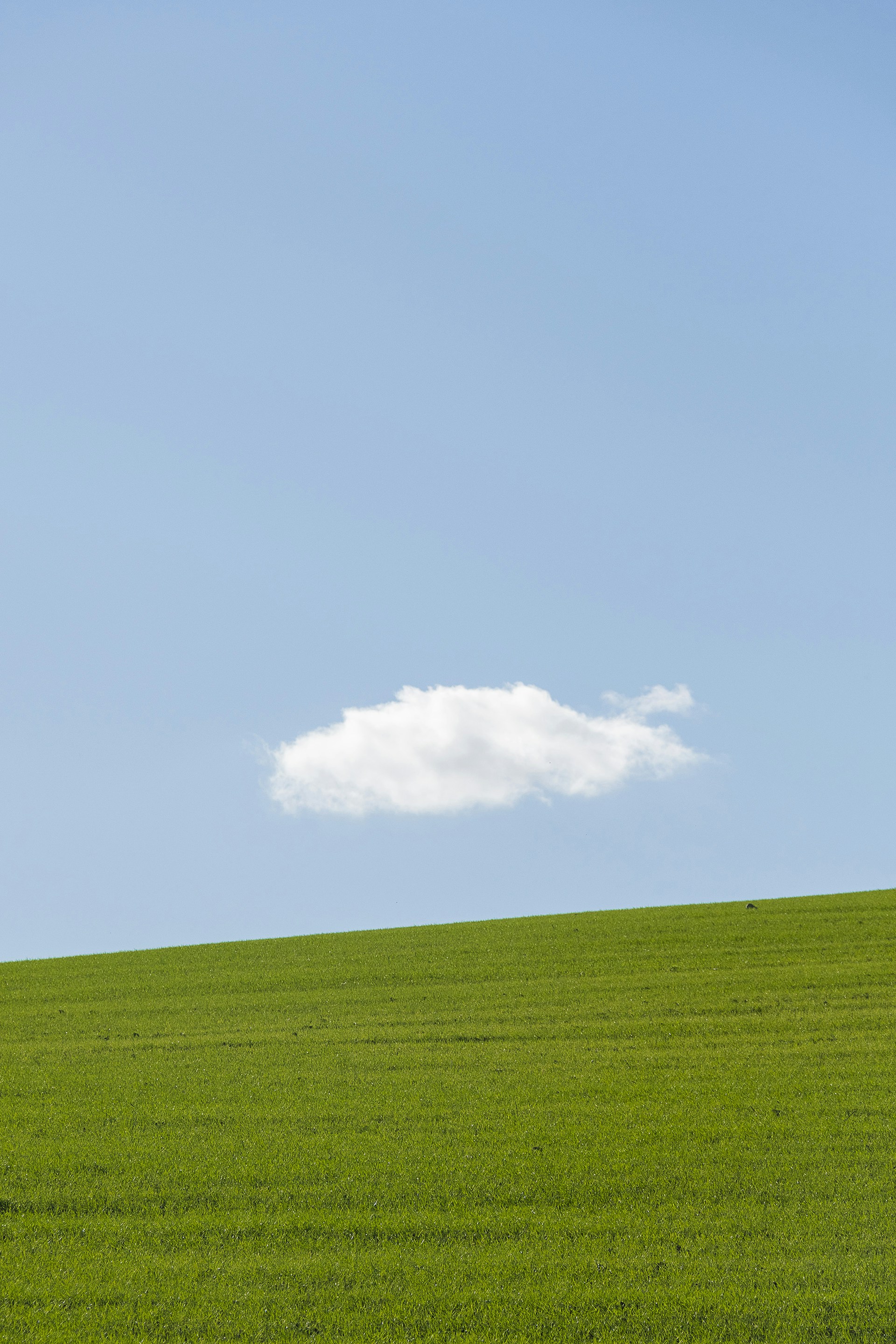 a lone tree in a green field under a blue sky