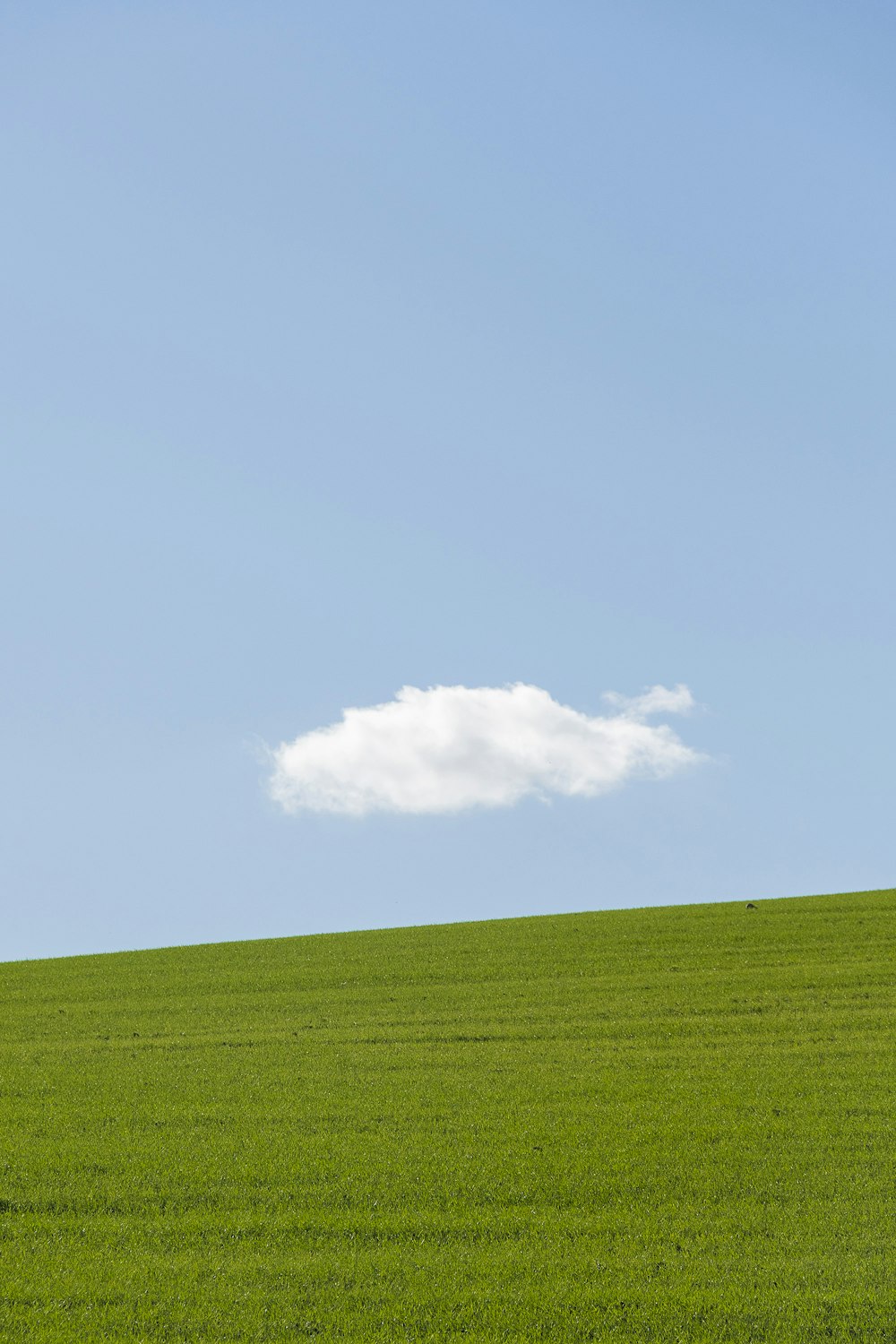 a lone tree in a green field under a blue sky