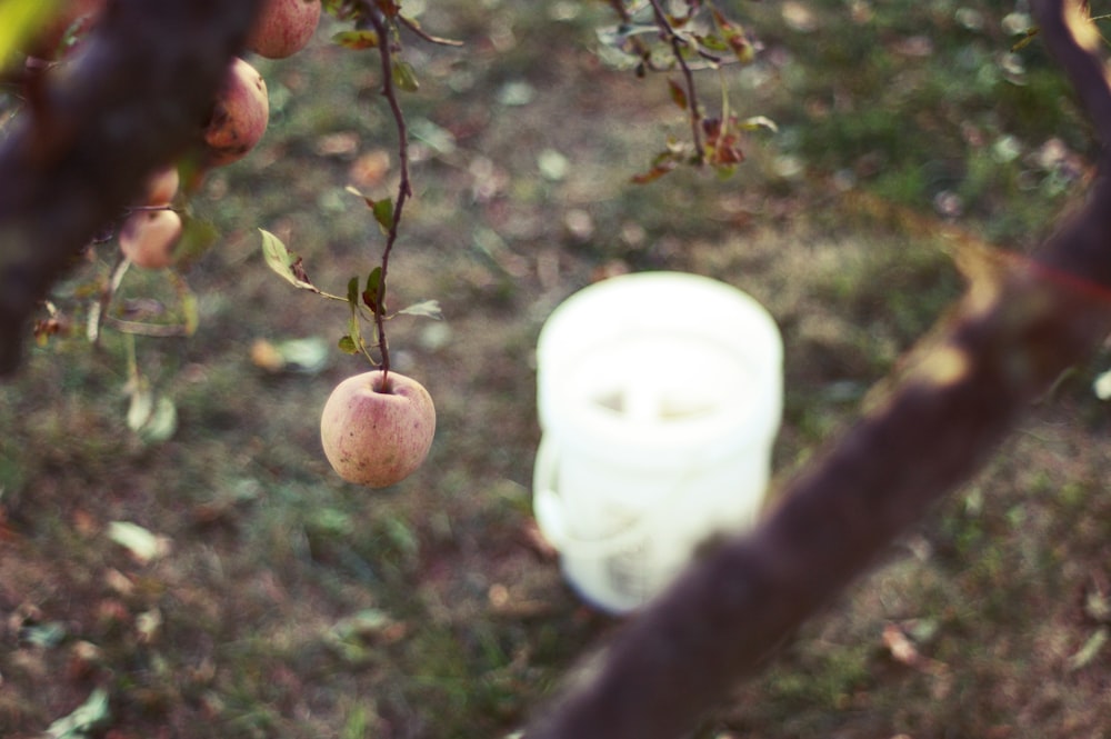 an apple tree with apples hanging from it