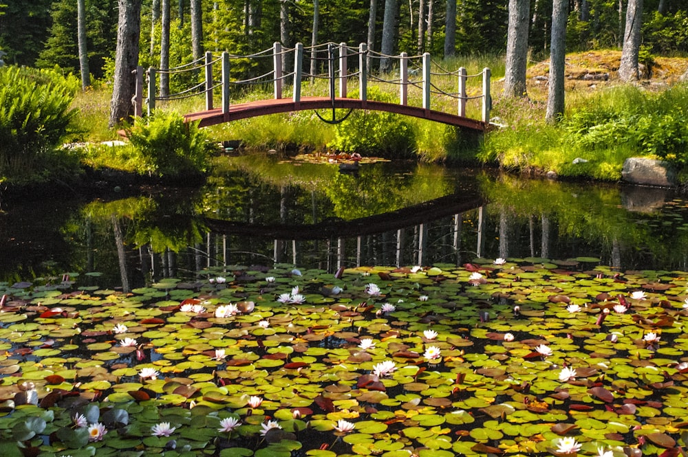 a bridge over a pond filled with lily pads