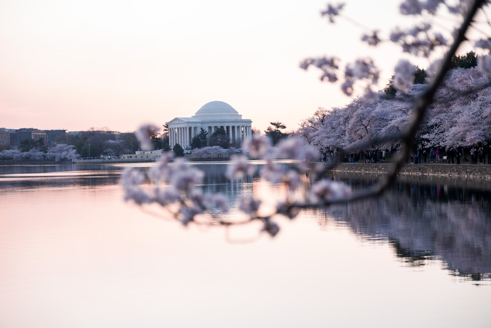 cherry blossoms are blooming on the trees near the water