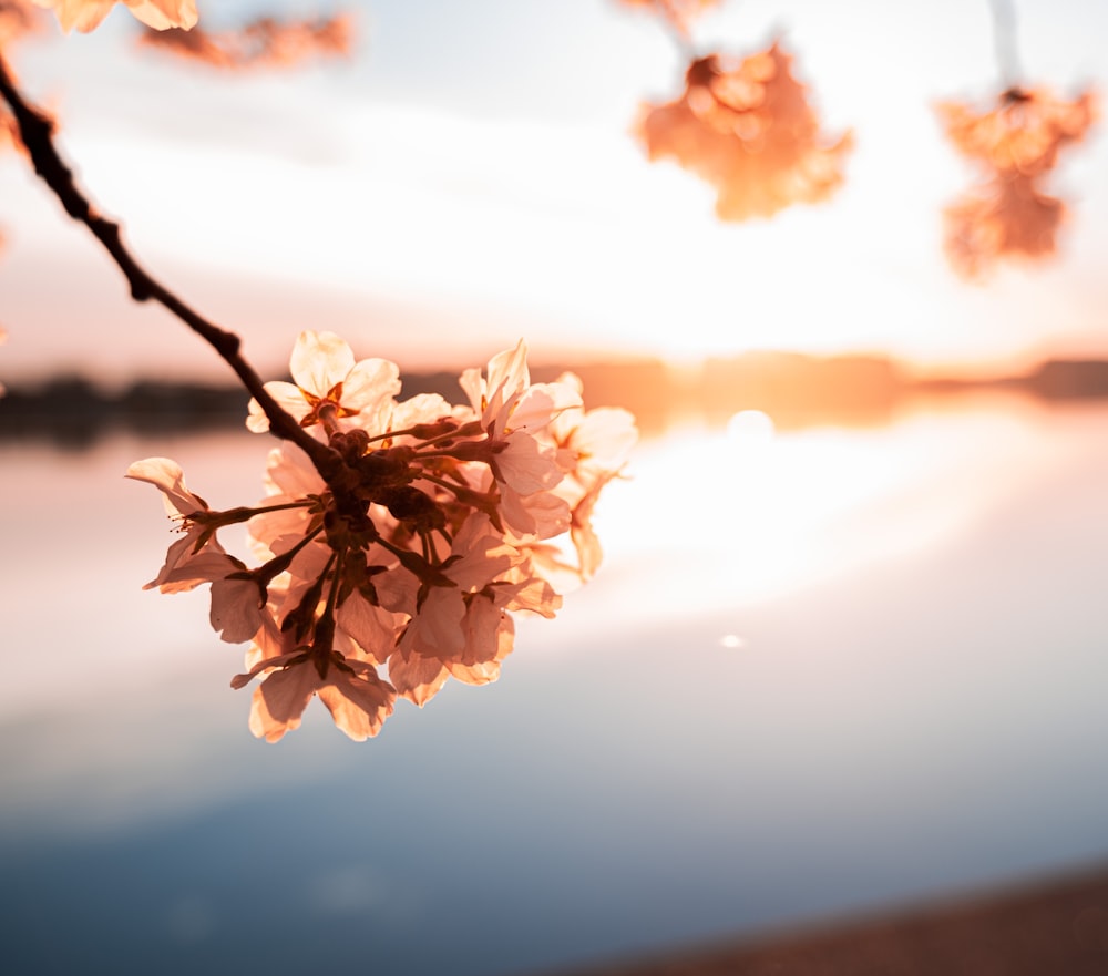 a close up of a tree branch with flowers