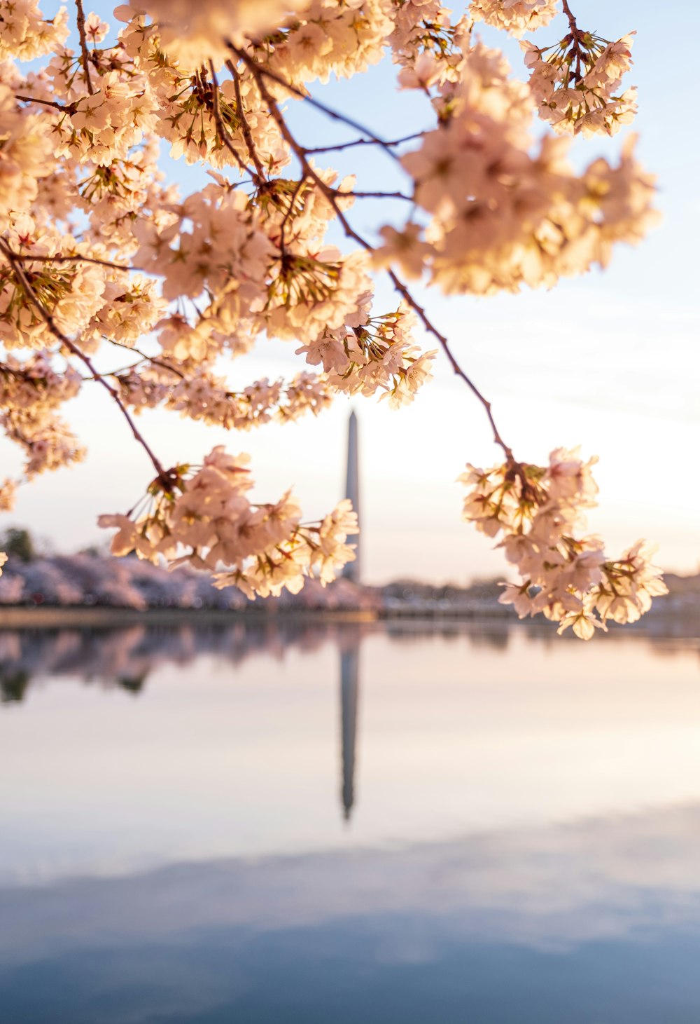 a cherry blossom tree with washington monument in the background