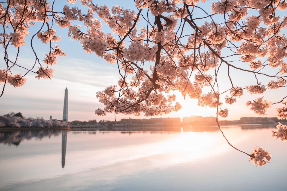 a beautiful view of the washington monument and cherry blossoms