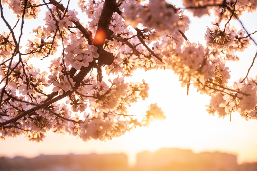 the sun shines through the branches of a blossoming tree