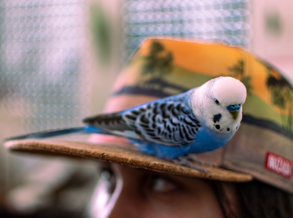 Une perruche bleue et blanche perchée sur un chapeau de femme