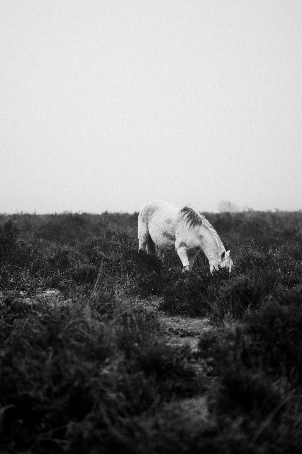 a black and white photo of a horse grazing in a field