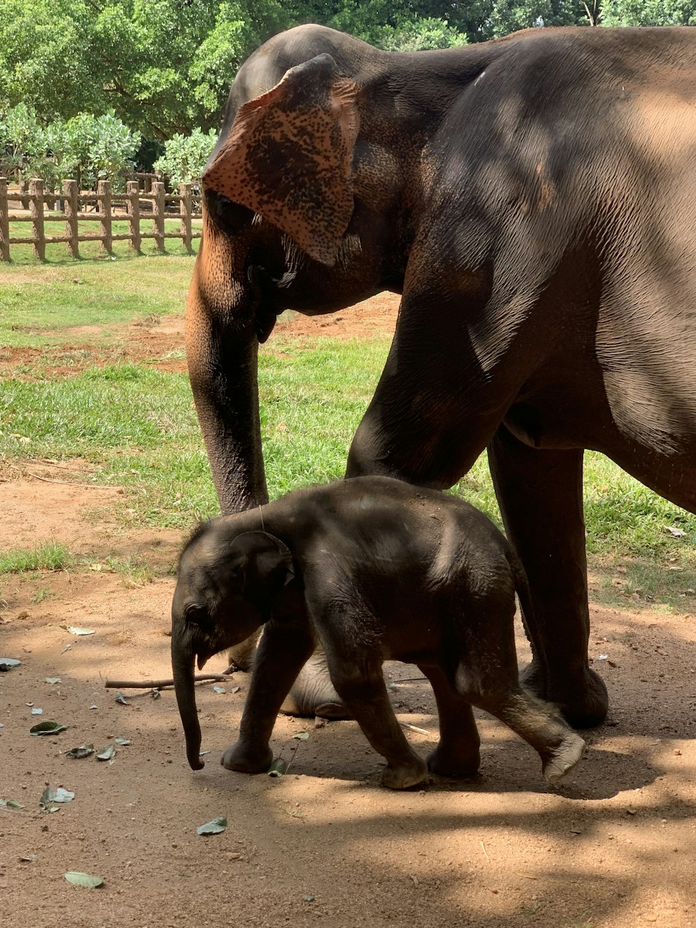 a baby elephant walking next to an adult elephant