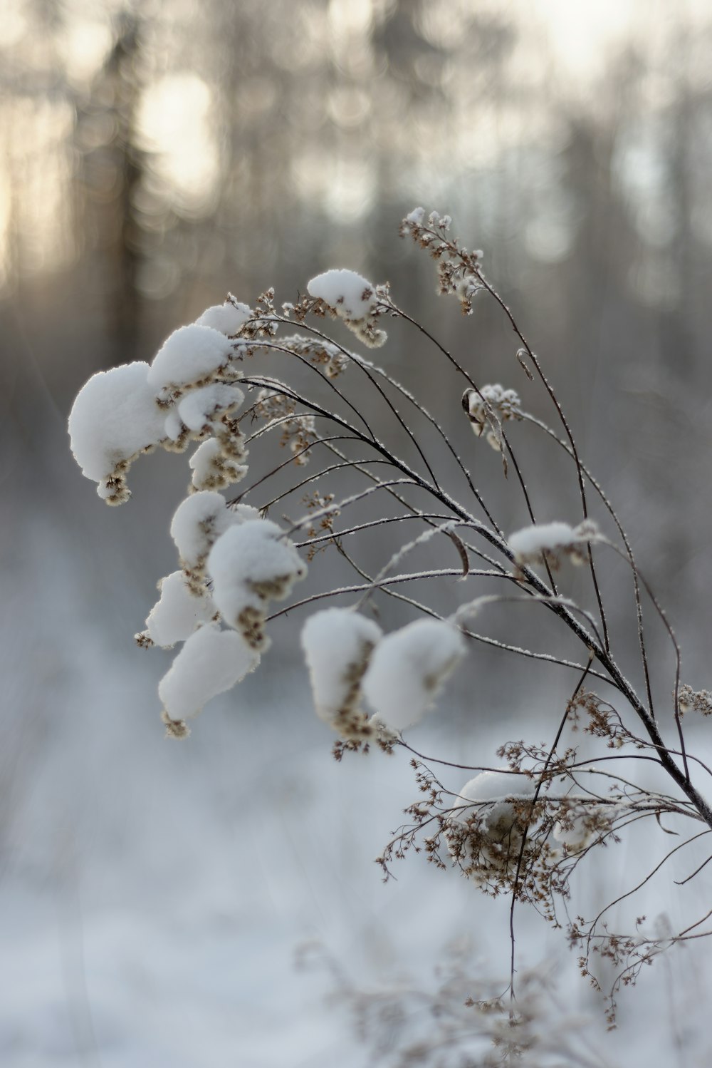 a flower is standing in the snow