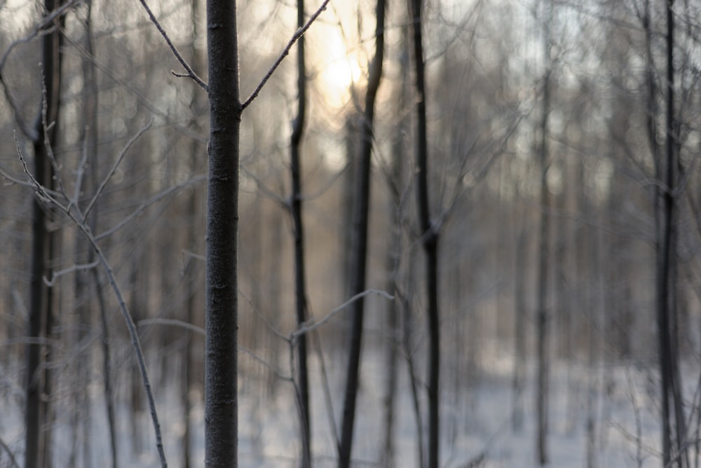 a tree in a forest