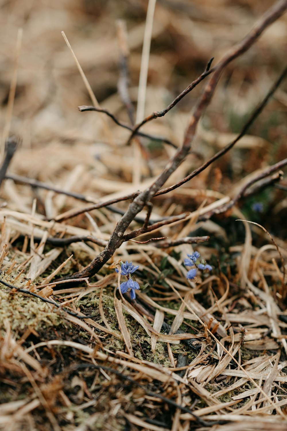 Gros plan d’une petite fleur bleue sur le sol