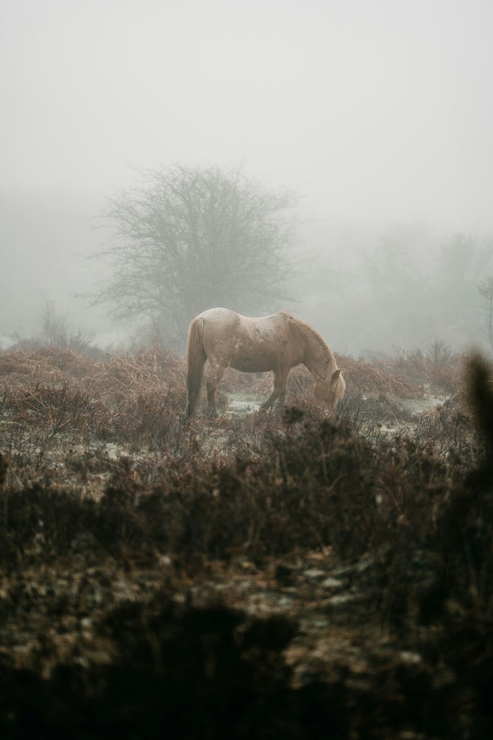 a horse grazing in a field on a foggy day