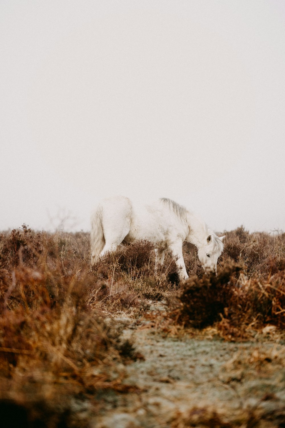 a white horse standing on top of a dry grass field