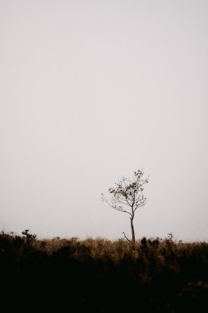 A minimalist landscape showing a lone tree on a misty morning with muted tones.