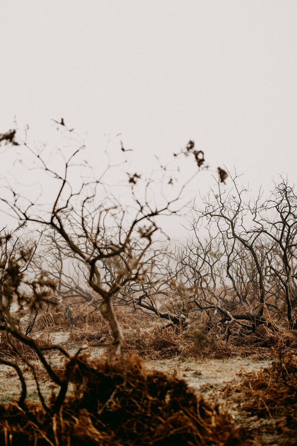 um grupo de pássaros sentados em cima de um campo de grama seca