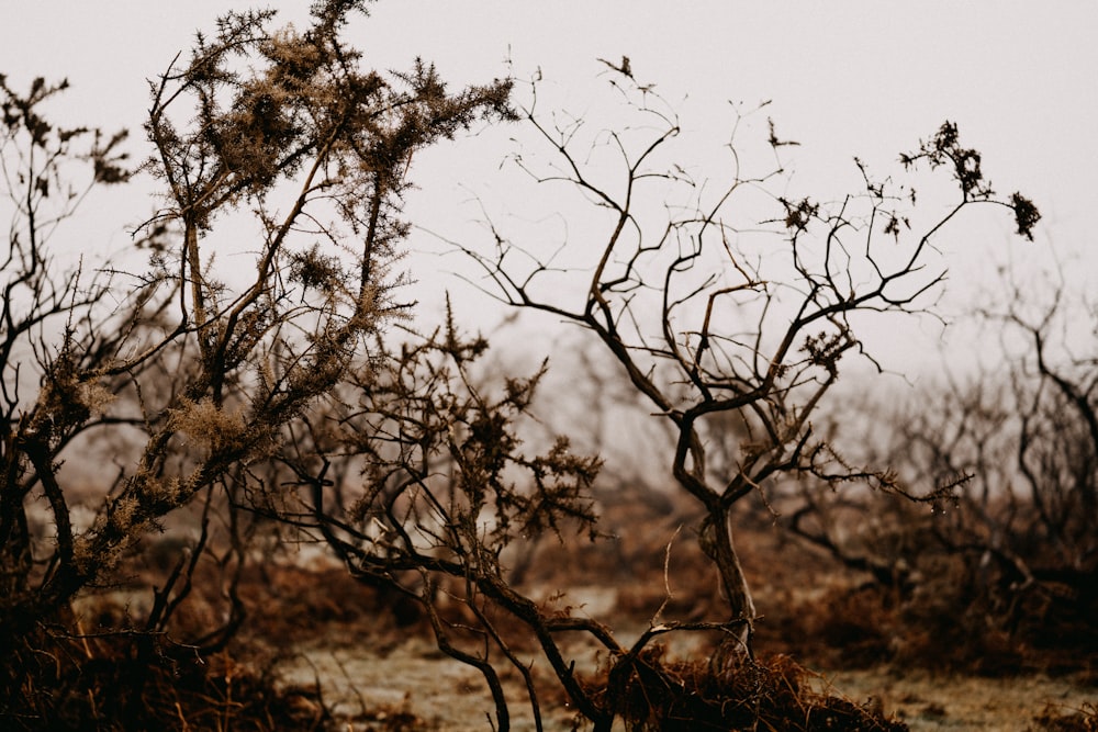 Un árbol sin hojas en medio de un campo