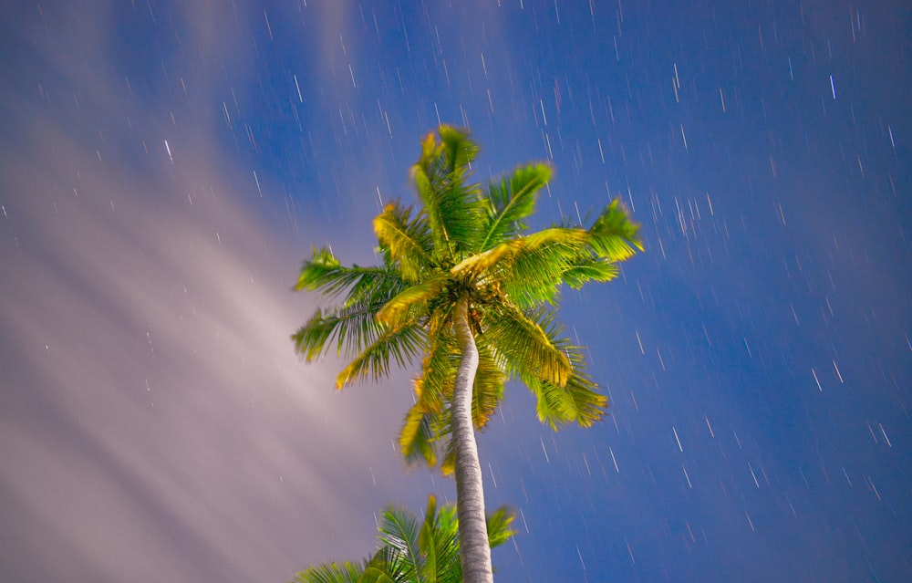 a palm tree under a cloudy blue sky