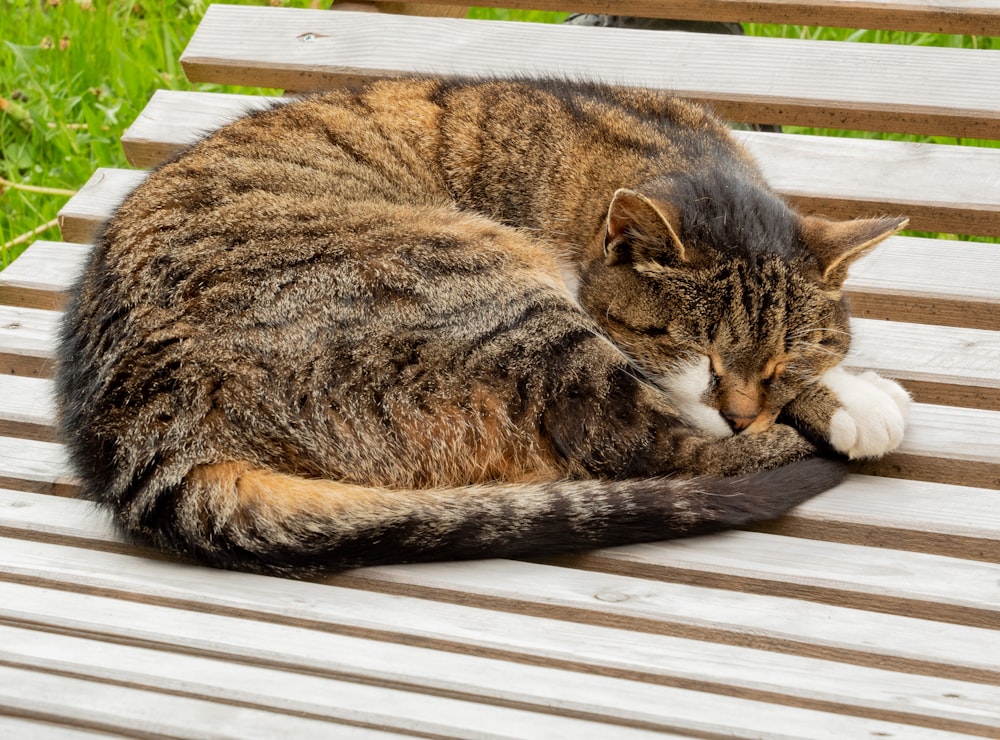 a cat curled up sleeping on a wooden bench