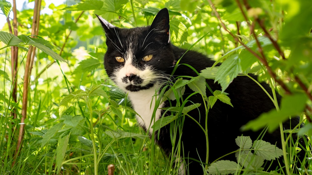 a black and white cat standing in the grass