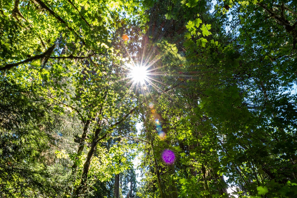 the sun shines through the trees in the forest