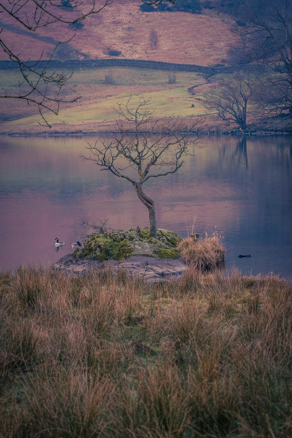 a lone tree on a small island in the middle of a lake