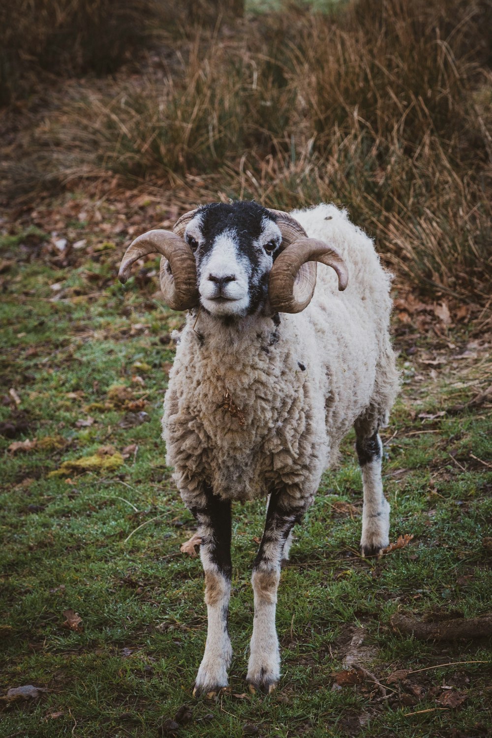 a ram with large horns standing in a field