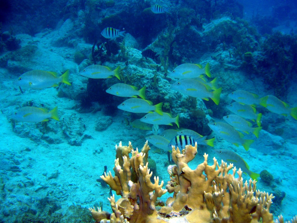 a group of fish swimming over a coral reef