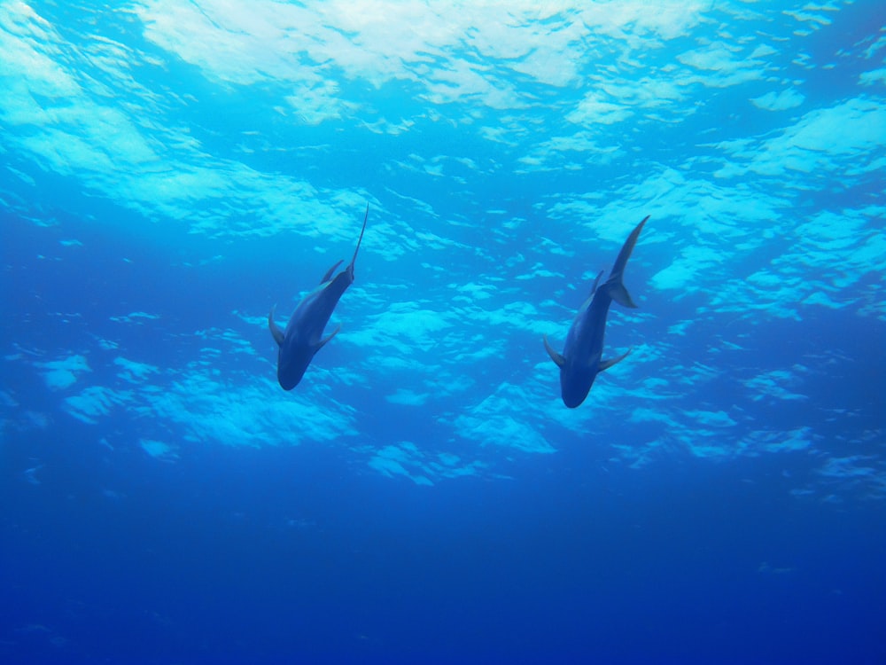 a couple of sharks swimming in the ocean