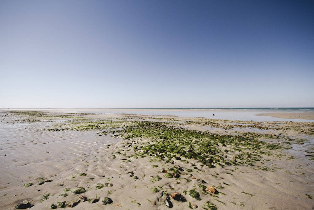 a sandy beach covered in green seaweed under a blue sky