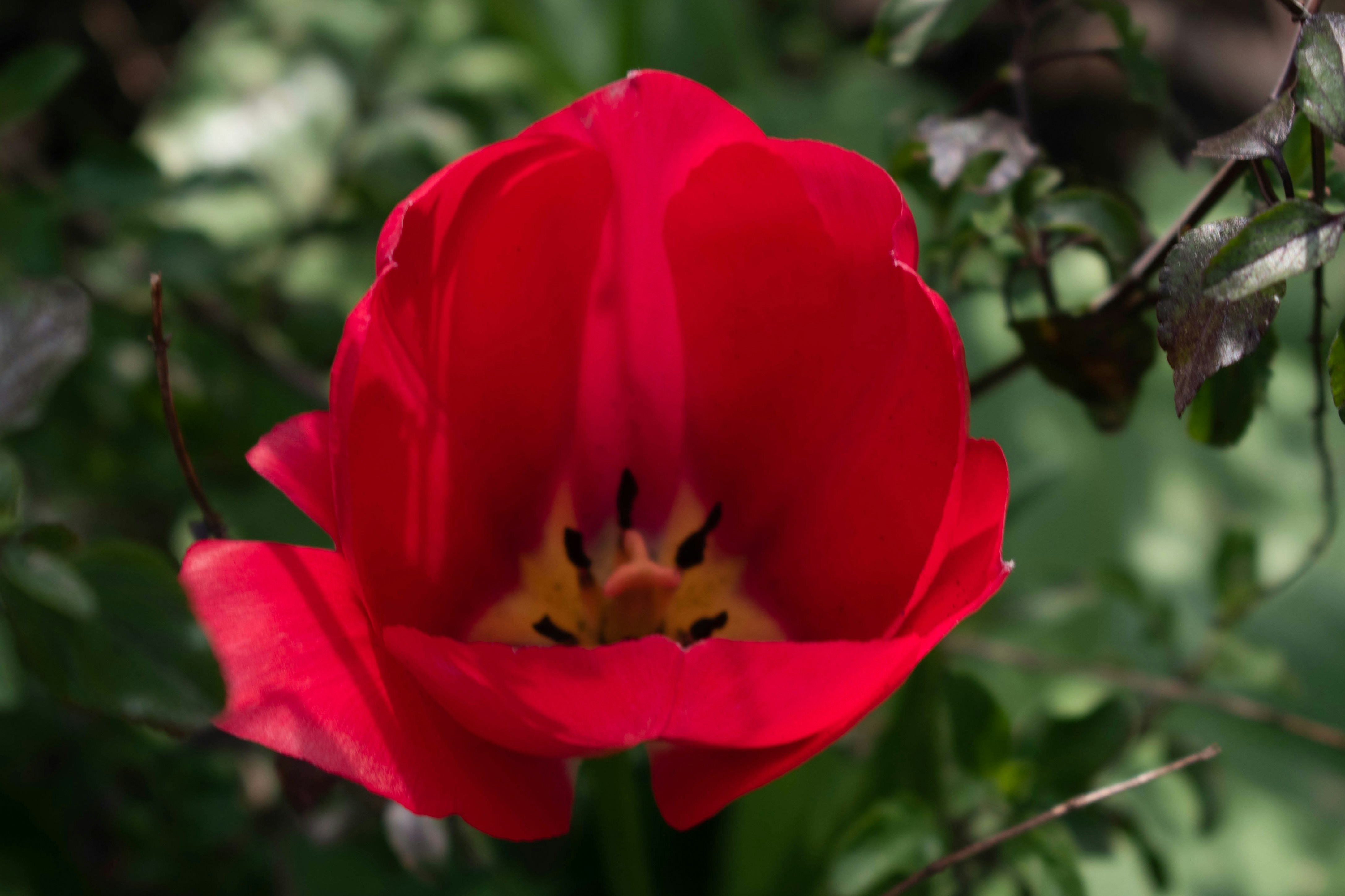 Photo by infinitecreations21