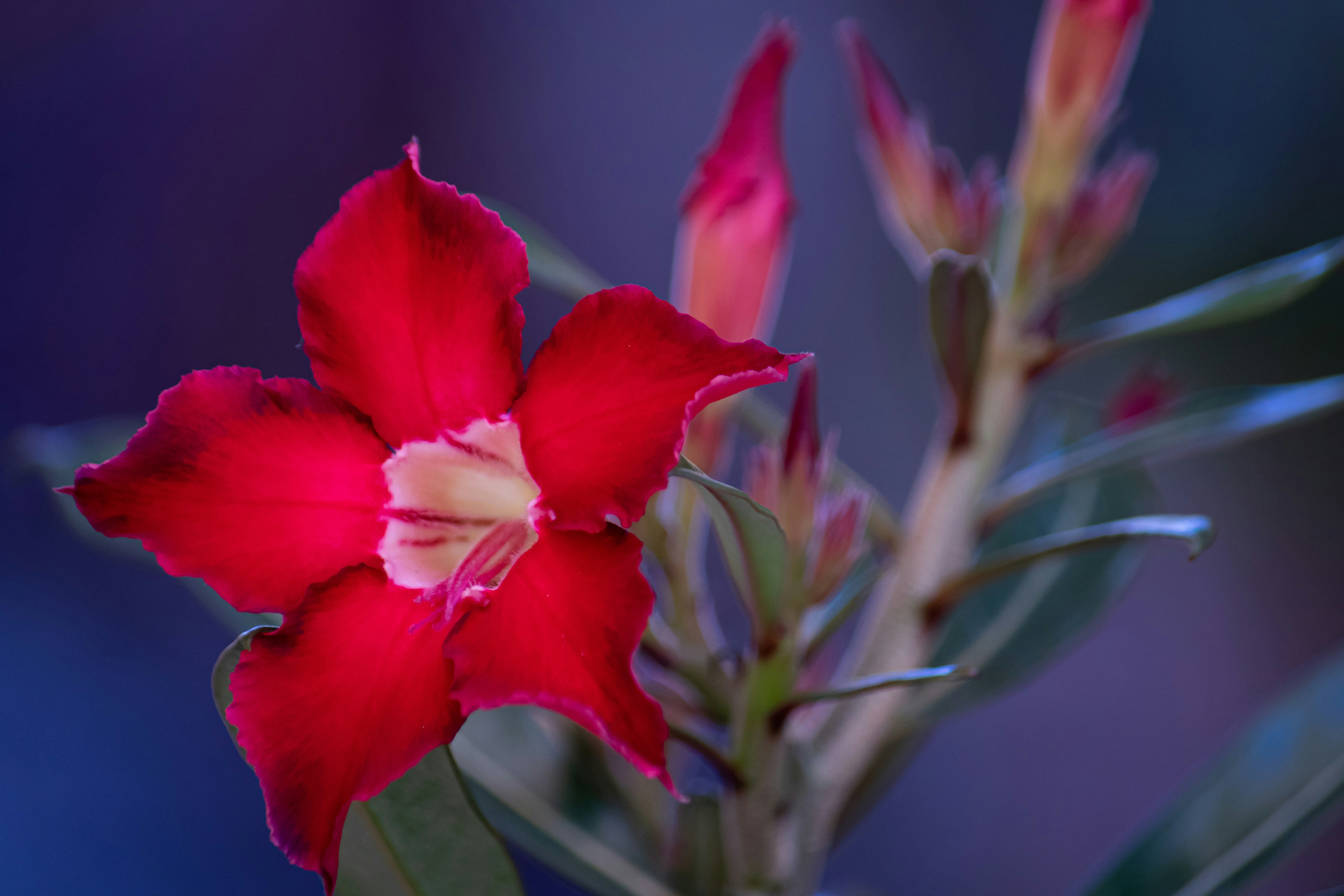 a close up of a red flower with a blurry background, 