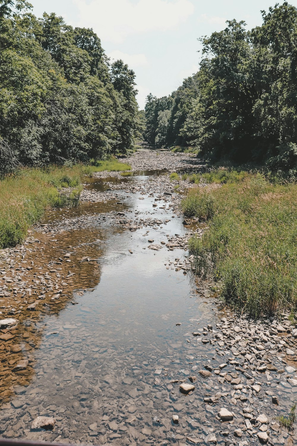 a river running through a lush green forest