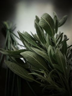 foglie di salvia verdi