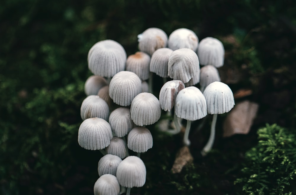 a group of white mushrooms sitting on top of a forest floor