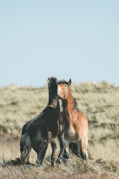 Young yearling horses playing freely in an open field under a clear blue sky.