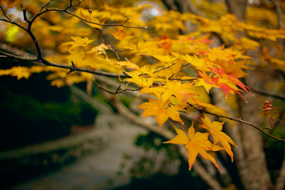 a close up of a tree with yellow leaves