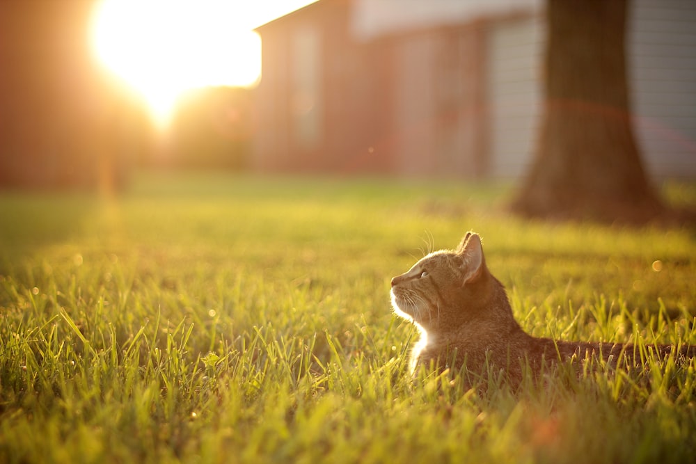 a cat laying in the grass looking up at the sun
