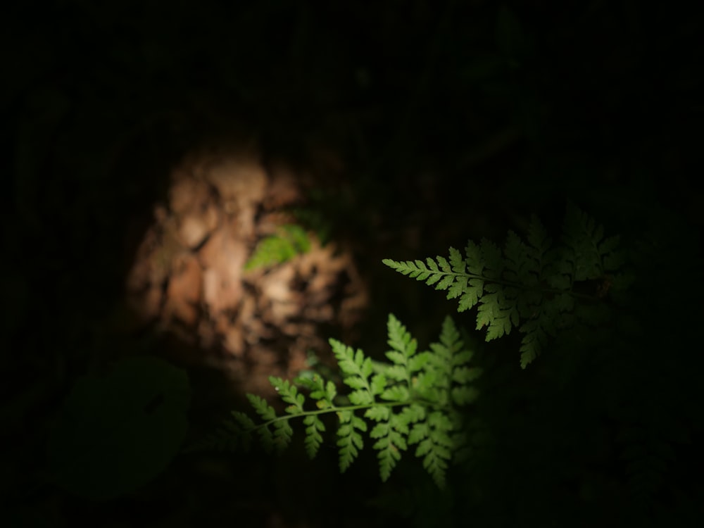 a close up of a fern leaf in the dark