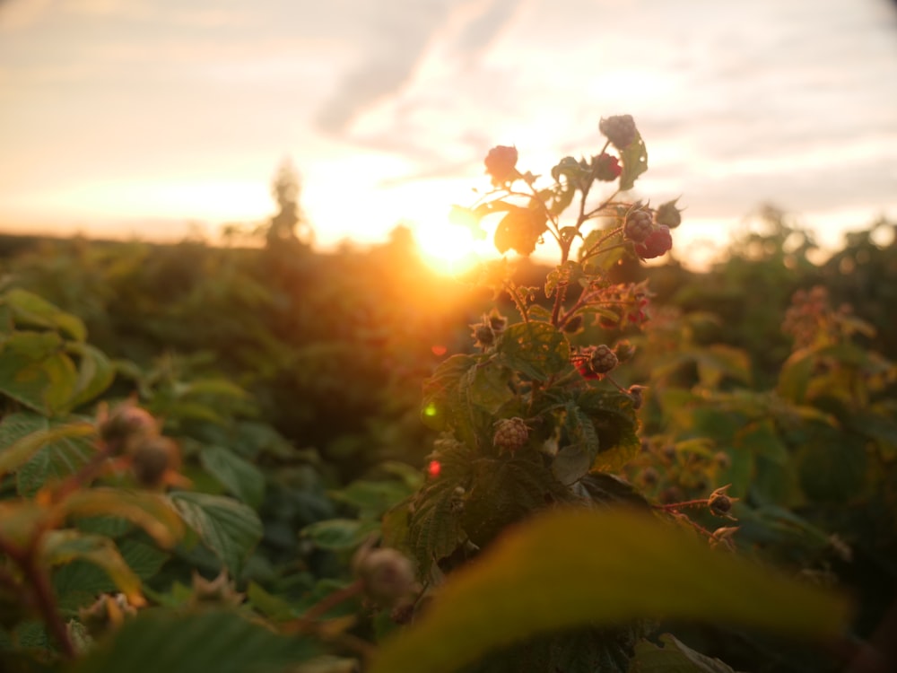 the sun is setting over a field of flowers