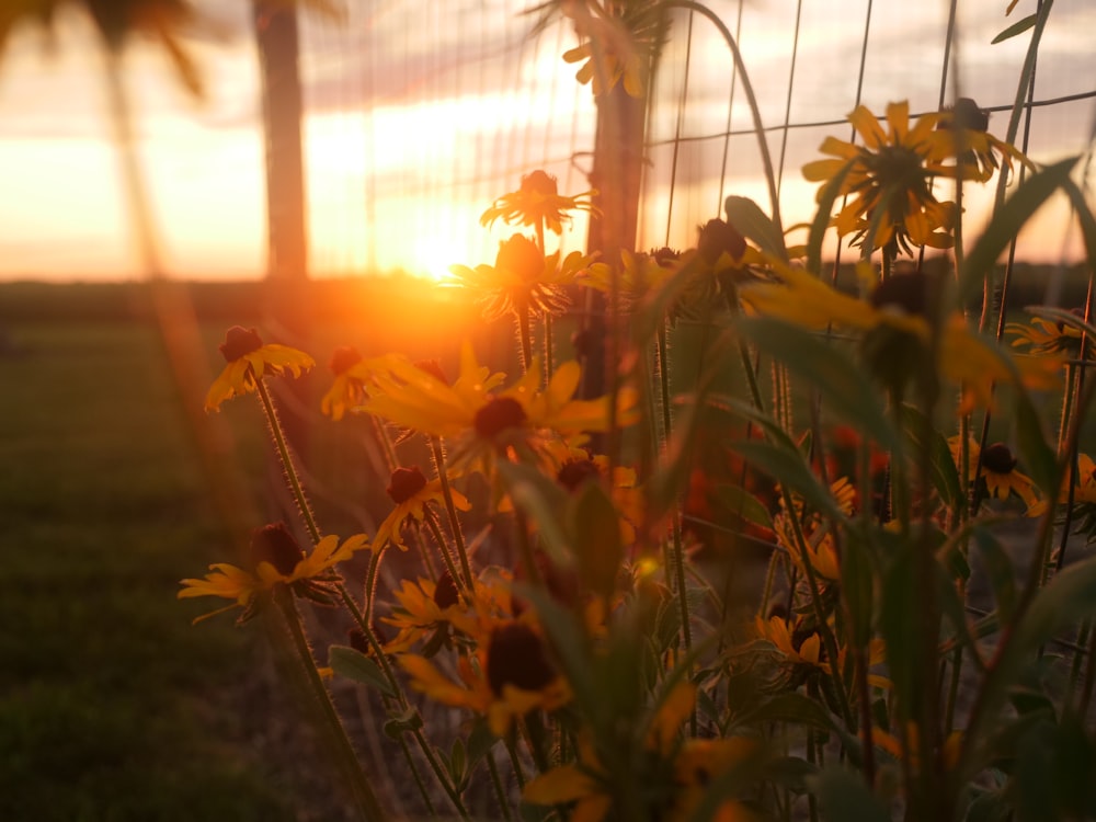 the sun is setting behind a wire fence