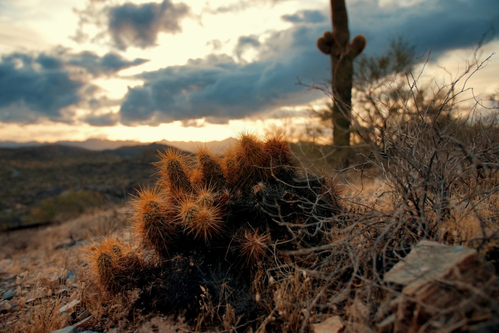 a cactus in the desert with a cloudy sky in the background