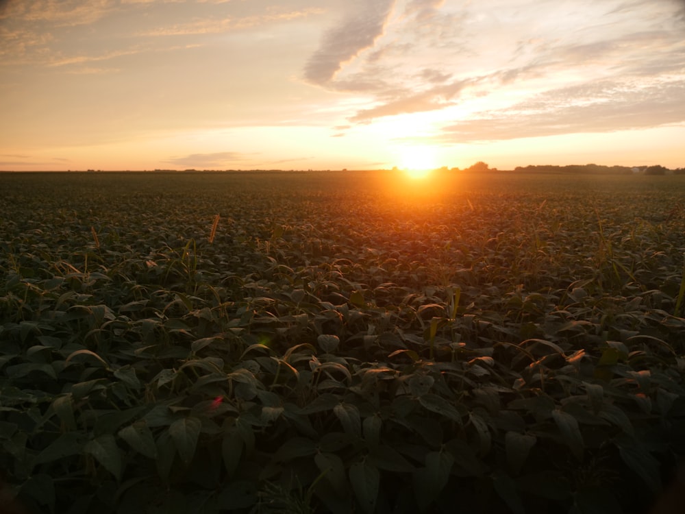 the sun is setting over a field of crops