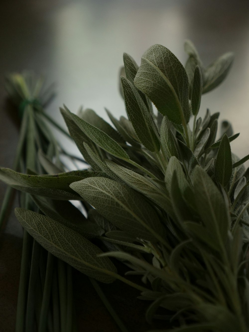 a bunch of green leaves sitting on top of a table