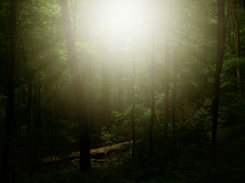 a light shines through the trees in a forest