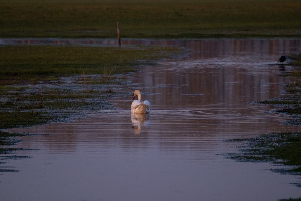 a bird is swimming in a body of water