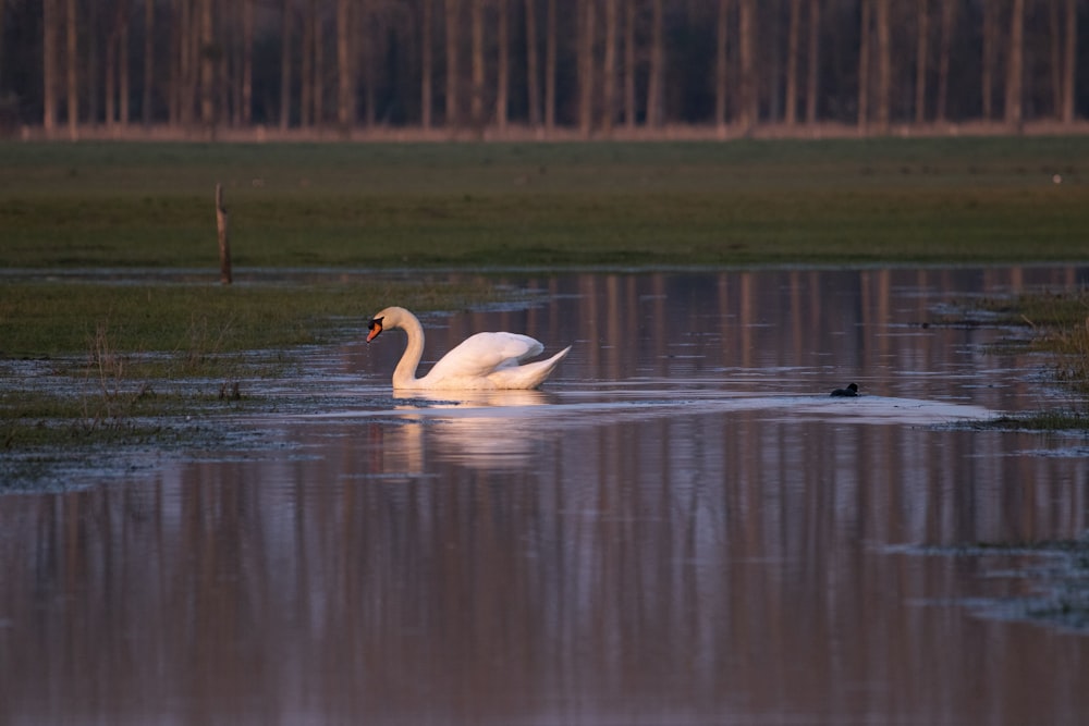 a white swan is swimming in the water