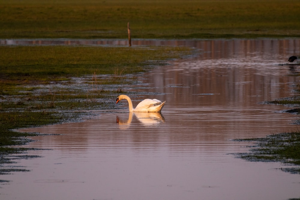 a swan is swimming in a body of water