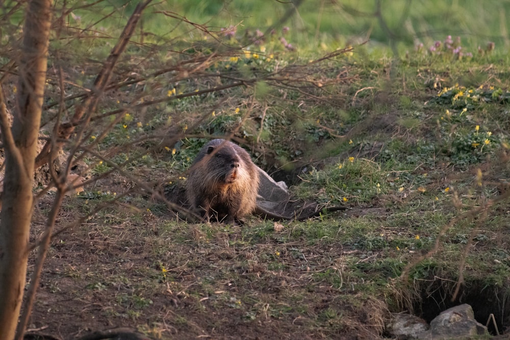 an animal that is laying down in the grass