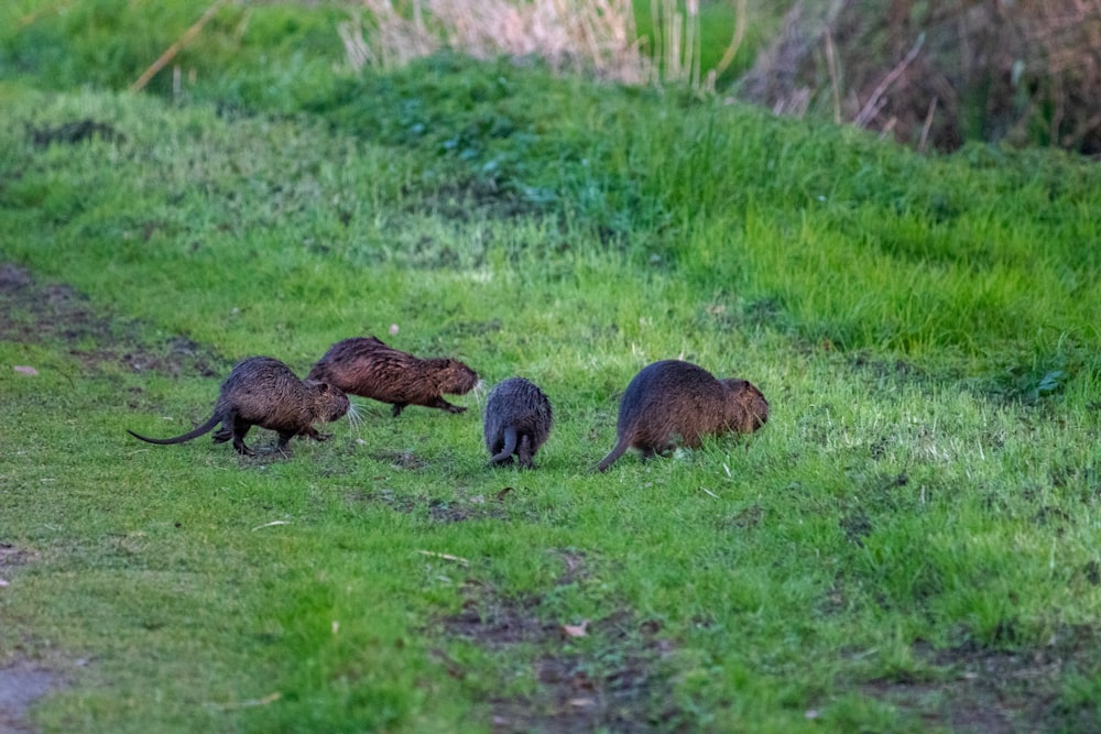 a group of beavers walking across a lush green field