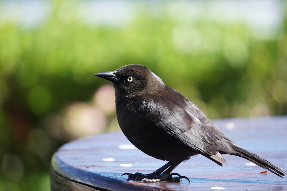 a black bird sitting on top of a metal table